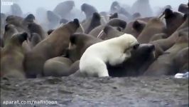 حمله وحشیانه خرس قطبی به فُک ها