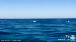 مشاهده شدن نهنگ قاتل نهنگ ارکا در آبهای بوشهر