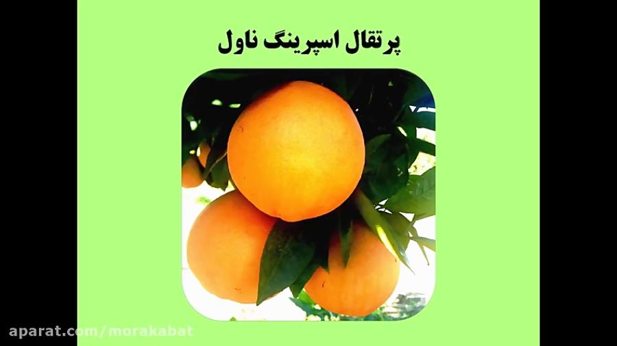 کلیپ معرفی پژوهشکده مرکبات میوه های نیمه گرمسیری