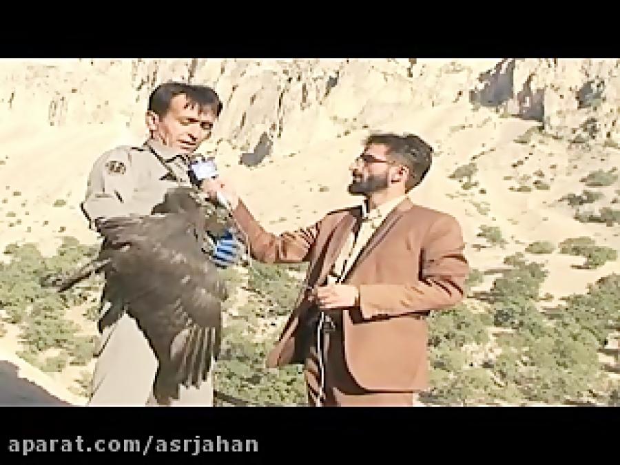 رهاسازی پرنده شكاری شاهین در تنگ سروك شهرستان بهمئی