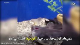 ماهی گوشت خوار ماهی دیگری را به راحتی می خورد