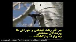 کلیپی خدمات اکوسیستمی گرگها برای حفظ محیط زیست بشر