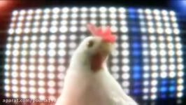 Chicken song   Geco Remix