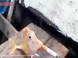 ماهی سیگار میکشد