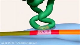 DNA and RNA translation transcription and replication proccesses