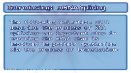 mRNA Splicing