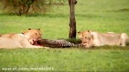 Lion vs Hyena کفتار ها شکار ۳ شیر را میربایند