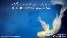 فروش ماهی کوی سوپر باله بلند شوسویی گلد 2