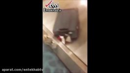 فیلم حمله خرچنگ ها به چمدان مسافران در فرودگاه