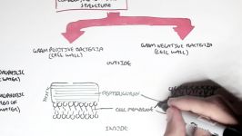 Microbiology  Bacteria Structure