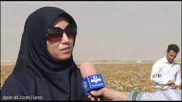 کشت 8هزار هکتار گلرنگ در بخش زرقان شیراز