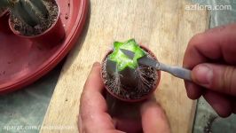 Cactus grafting  شیوه پیوند زدن کاکتوس