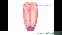 توضیح تشریح زبان