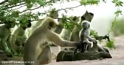 واکنش جالب میمون ها به میمون رباتی