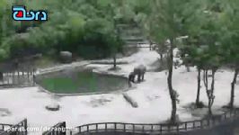 تلاش گروهی دو فیل برای نجات جان بچه فیل