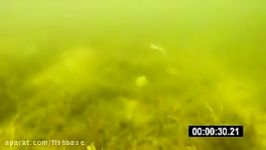 حمله اردک‌ماهی‌ها به ماهی هرینگ حاوی روبات