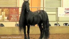 اسب نژاد Friesian