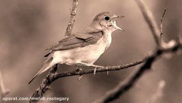 Ode to a Nightingale by John Keats  Romantic poetry reading