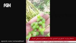 شاهکار دولت احمدی نژاد خرماهایی بعد ده سال به جای خرما گل میدهند