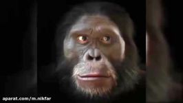 Human face evolution in the last 6 million years