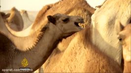 Saudi blockade on Qatar sabotages multi billion dollar camel business