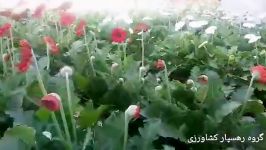 زیبایی خیره کننده گلهای ژربرا