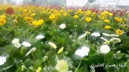 زیبایی خیره کننده گل های ژربرا۲