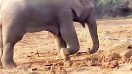 Elephant Digs A Hole For 11 Hours What She Pulls Out… OMG.