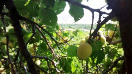 روستای بیگلر توابع قوچان