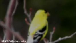 American Goldfinch