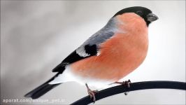 آواز زیبای بول فنچ Bullfinch