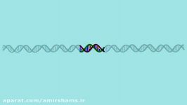 Real Time Polymerase Chain Reaction PCR  Multi Lingual Captions
