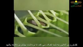 گیاهان گوشت خوار چگونه حشرات را به دام می اندازند