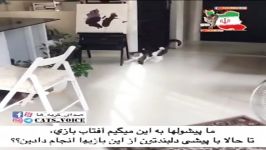 آفتاب بازى محبوب كربه ها