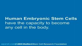 What are Induced Pluripotent Stem Cells iPS Cells