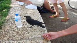 A Very Smart Bird  Thirsty crow es to humans for help