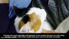 7 Sounds Cats Make and What They Mean