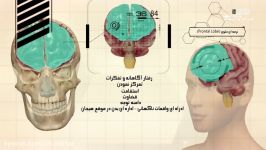 تشخیص محل دروغ در مغز ، تفسیر علمی ناصیة کاذبة خاطئة ، معجزه علمی قرآن