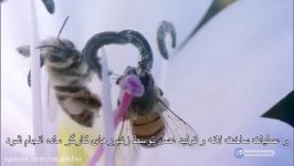 زنبور عسل ماده ، ضمیر مونث برای زنبور عسل ، معجزه علمی قرآن