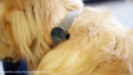 Whistles New Find My Dog GPS Device