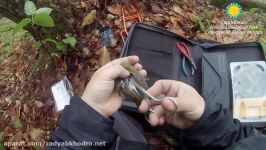 Ovenbird Pinpoint GPS Tracker Retrieval Smithsonian Migratory Bird Center