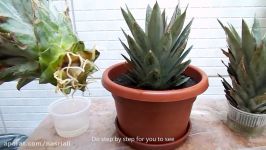 How to Grow A Pineapple Plant Works Every Time