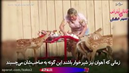 روش جالب برای شیردادن بچه آهو ها