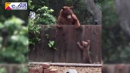 تلاش بامزه خرس مادر برای نجات توله خود