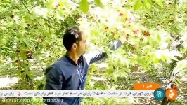 Iran Cherry picking Khomein county برداشت گیلاس شهرستان خمین ایران