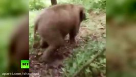 Ele fun Baby elephant sliding down hill in China