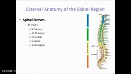 Spinal Cord  Part 1 of 6 External Anatomy