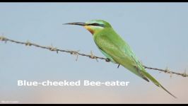 کلیپ زنبورخوار گلوخرمایی Merops Persicus