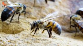 بی باکی در حیات وحش آیا زنبور عسل وحشی خطرناک است؟