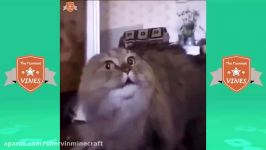 TRY NOT TO LAUGH HARDEST VERSION  Funniest CAT